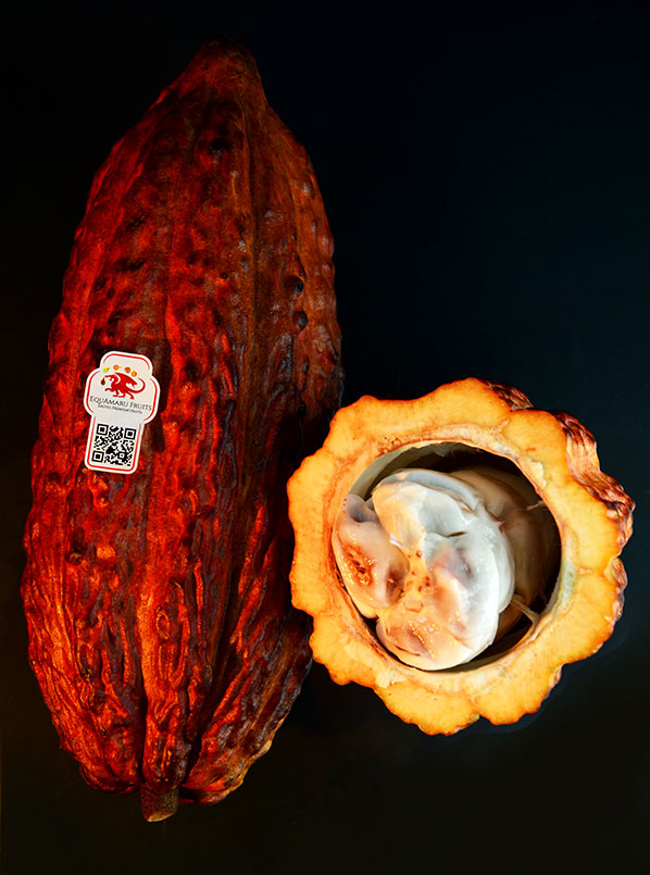 cacaoEA